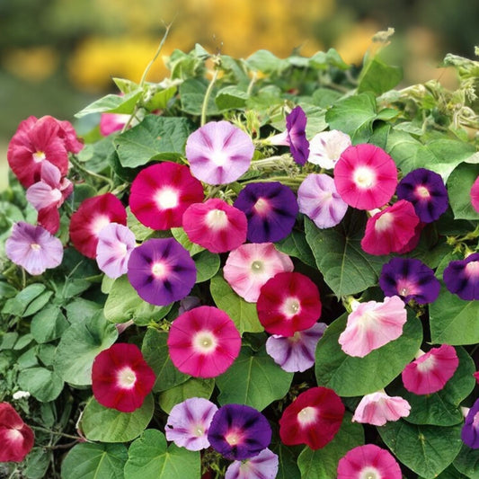 Morning Glory Seeds Kikyo-Zaki Mix 30 Seeds, Ipomoea tricolor Flowering Climbing Vine, Garden Planting, Fast-Growing Flowering Vine