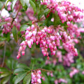Pieris Japonica Cuttings, Japanese Andromeda Bush, Live Plant Propagation, 5 Fresh Bare Root Starter Plants