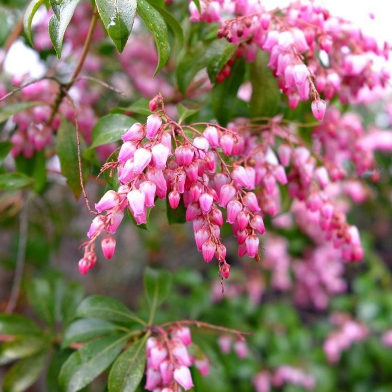 Pieris Japonica Cuttings, Japanese Andromeda Bush, Live Plant Propagation, 5 Fresh Bare Root Starter Plants