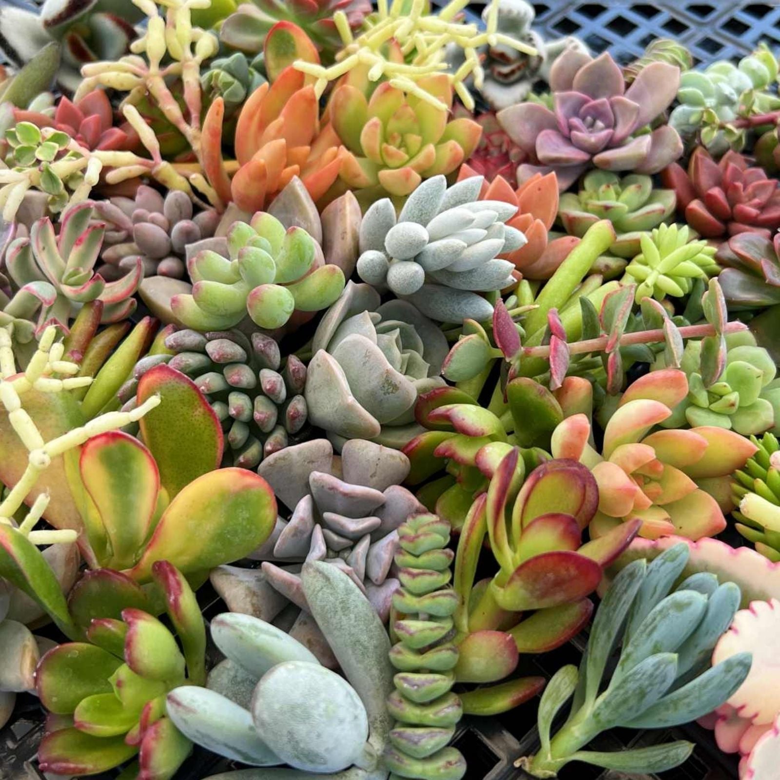 Assorted Succulent Cuttings 35 Pieces | Live Plants, Variety of Colors & Sizes for Arrangements, Houseplants, Garden, Gift