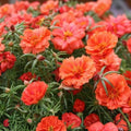 Moss Rose Cuttings Portulaca Grandiflora Orange Live Plant Starter Garden Container Bare Root