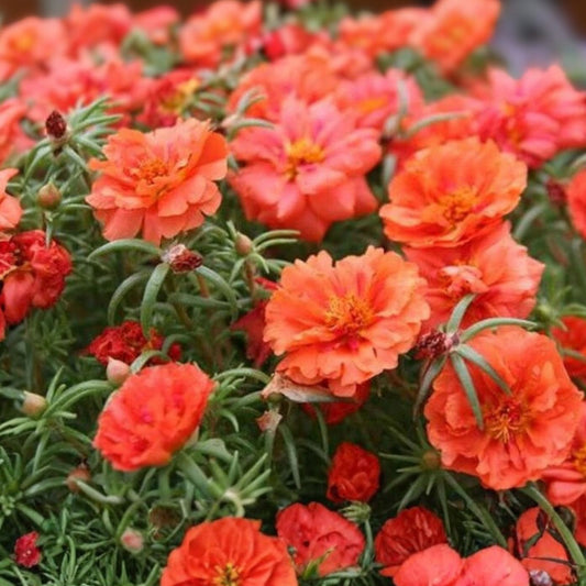 Moss Rose Cuttings Portulaca Grandiflora Orange Live Plant Starter Garden Container Bare Root