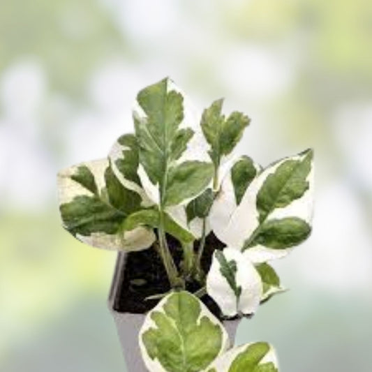 N Joy Pothos Cuttings 4-6 Inches Epipremnum aureum Live Houseplant Propagation Supplies