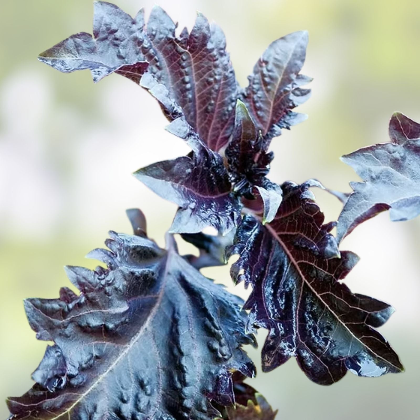 Lambsquarters Seeds 100 Pack Organic Edible Greens Vegetable Garden Chenopodium album Fast Growing Plant
