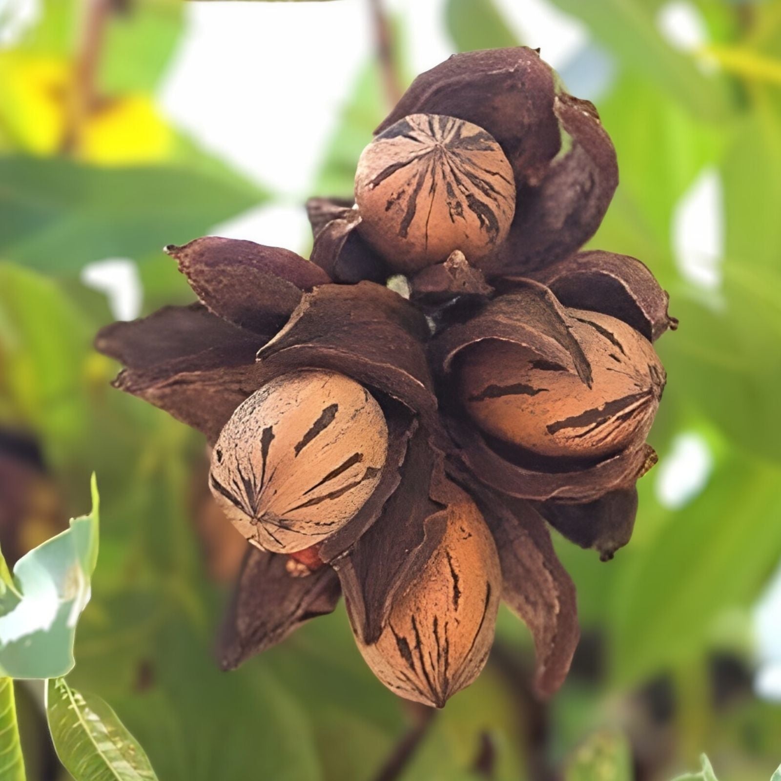 Live Pecan Tree Set of 2, Bare Root Nut Tree, Carya illinoinensis, Deciduous Fruit Tree, 18+ Inches