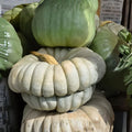 Seafoam Blue Giant Pumpkin Seeds 10 Pack Organic Non-GMO Heirloom USA Grown Gardening Planting