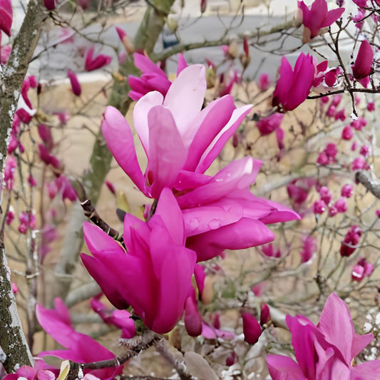Yulan Magnolia Tree Seeds - 5 Seeds - Pink Bird-Like Spring Buds - Magnolia denudata - Ornamental Garden Flower Seeds
