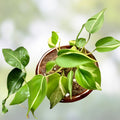 Philodendron Silver Stripe Live Houseplant 2 Inch Pot Indoor Plant Green Silver Foliage Starter Plant