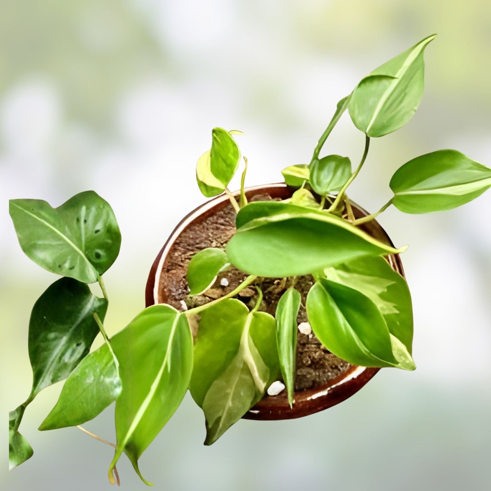 Philodendron Silver Stripe Live Houseplant 2 Inch Pot Indoor Plant Green Silver Foliage Starter Plant