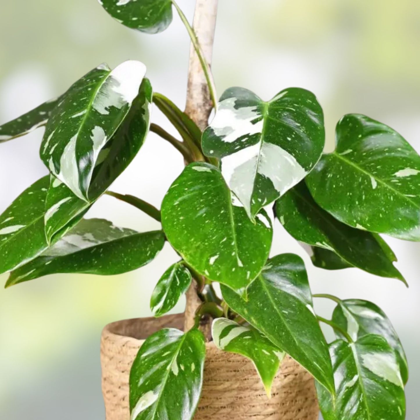White Princess Variegated Philodendron Starter Plant, Small Rooted Houseplant, Rare Philodendron 'White Princess'