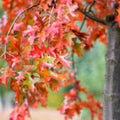 Boston Ivy Seeds 20 Pack - Japanese Creeper Ivy Parthenocissus tricuspidata Climbing Vine for Gardens and Landscaping