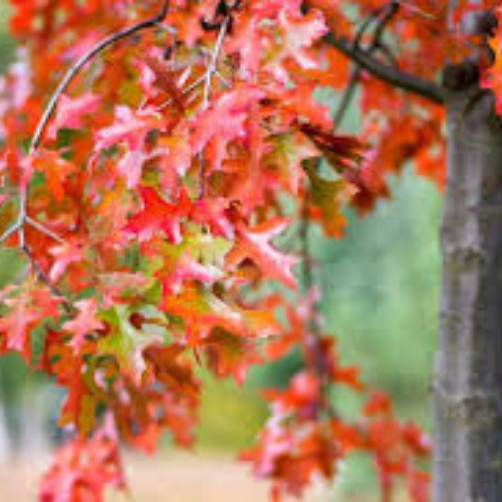 Boston Ivy Seeds 20 Pack - Japanese Creeper Ivy Parthenocissus tricuspidata Climbing Vine for Gardens and Landscaping