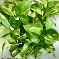 15 Varieties Rooted House Plant Cuttings for Propagation, Indoor Gardening, Live Plant Starter, Houseplant Cuttings