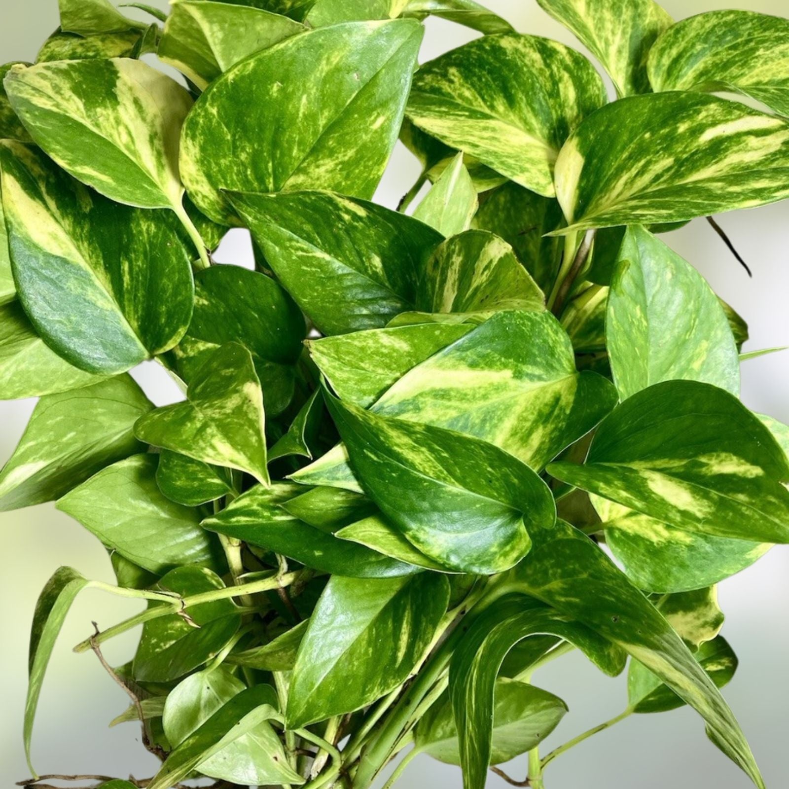 15 Varieties Rooted House Plant Cuttings for Propagation, Indoor Gardening, Live Plant Starter, Houseplant Cuttings