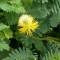 Water Mimosa Plant Aquatic Tropical Marginal Plant Mimosa pudica for Ponds Water Gardens Live Plant Cutting
