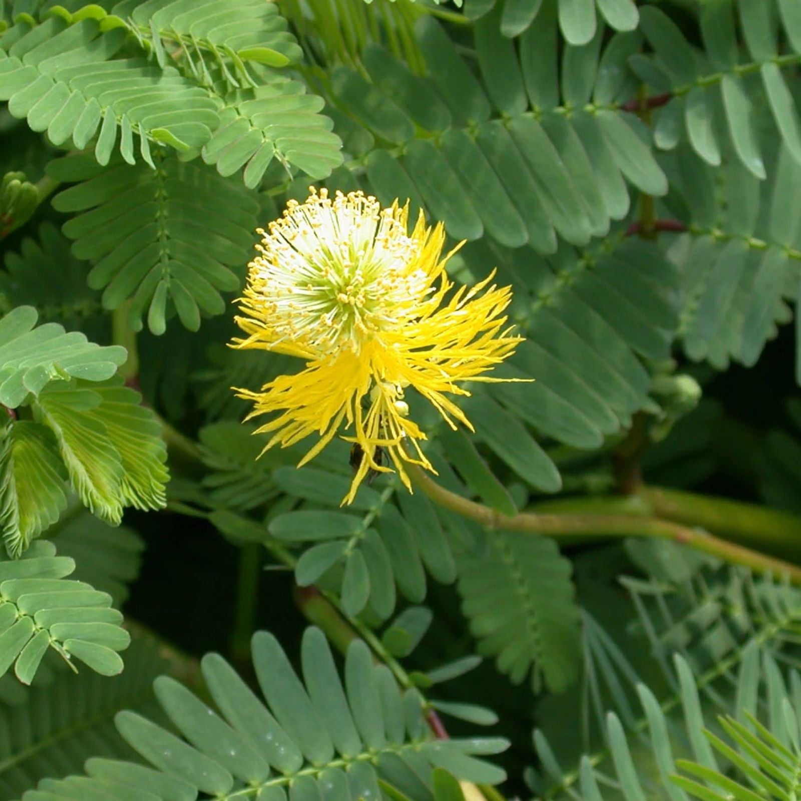 Water Mimosa Plant Aquatic Tropical Marginal Plant Mimosa pudica for Ponds Water Gardens Live Plant Cutting