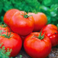 Ace 55 Tomato Seeds Heirloom Non-GMO Solanum lycopersicum Vegetable Garden Starter Plant