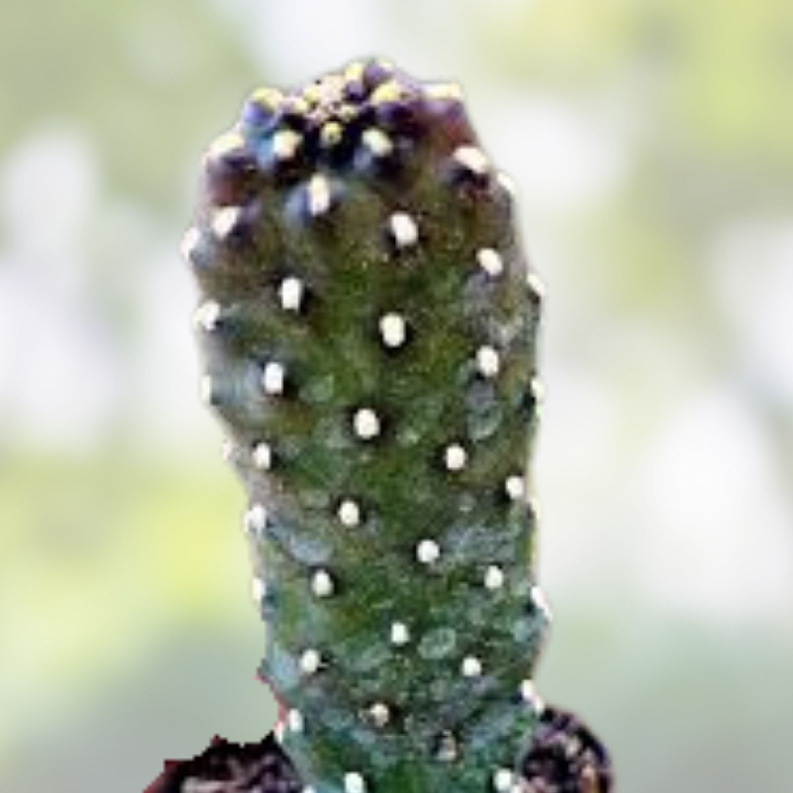 Consolea rubescens cactus live pad cutting, succulent plant, desert plant, houseplant, starter plant, drought tolerant, rare succulent
