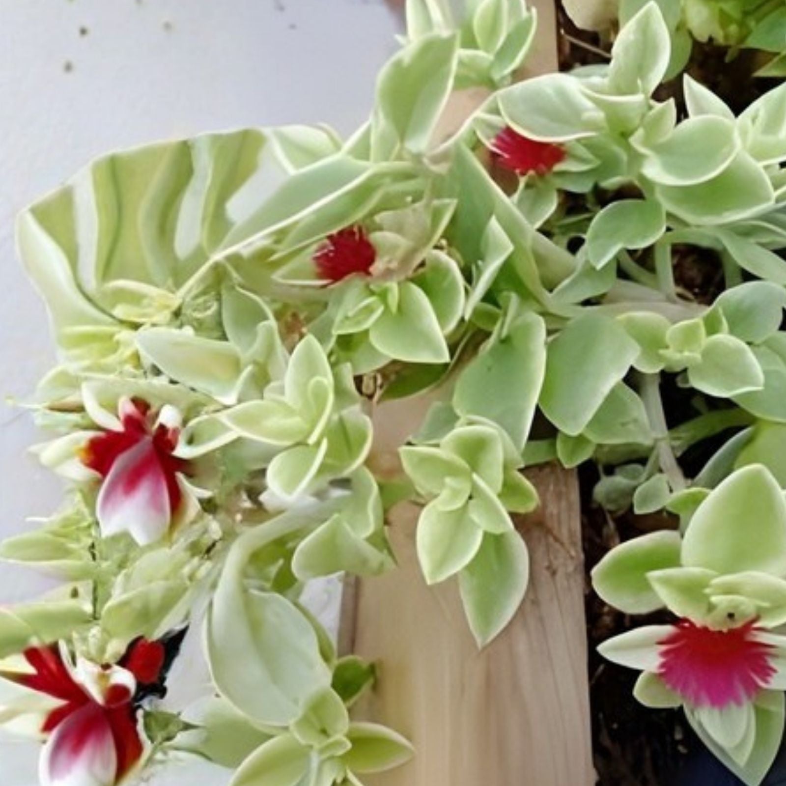 Variegated Ice Plant Cutting, Organic Live Rooted Succulent, Dorotheanthus, Free Shipping, In Stock