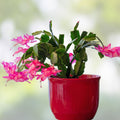 Epiphyllum Orchid Cactus DANTE Variety Live Indoor Succulent Cutting Houseplant