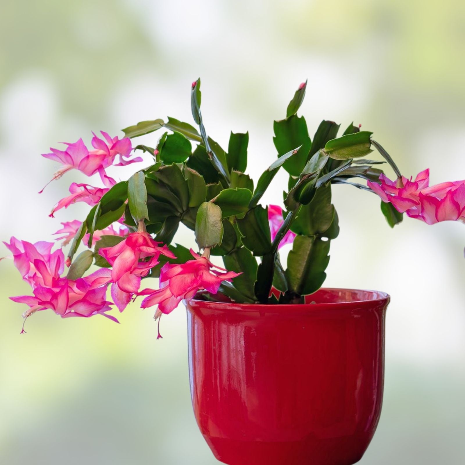 Epiphyllum Orchid Cactus DANTE Variety Live Indoor Succulent Cutting Houseplant
