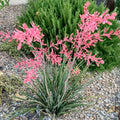Giant Hesperaloe funifera Seeds 2025 Count Drought-Tolerant Perennial Red Pink Flowers False Yucca Plant