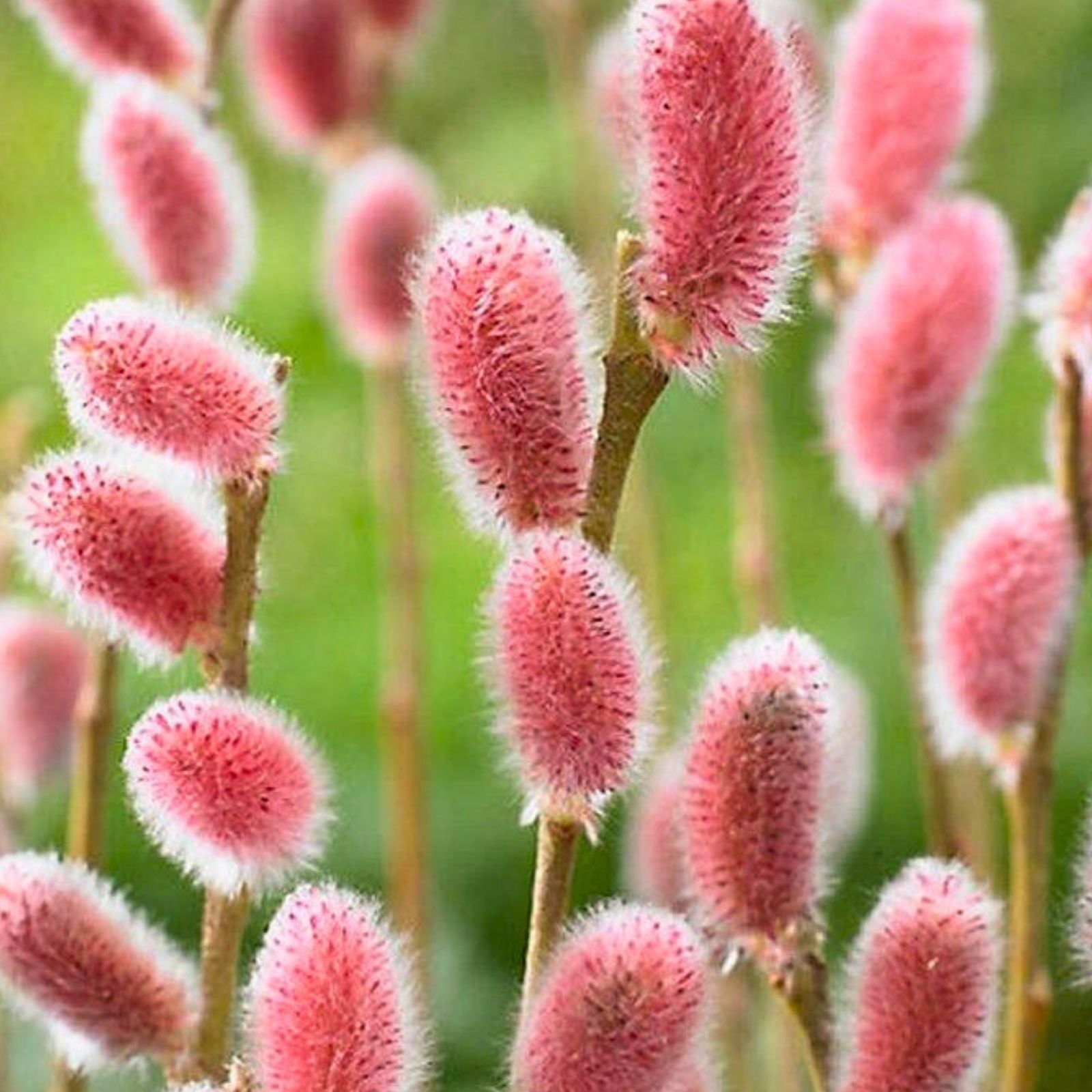 Pink Pussy Willow Live Plant 18" Salix discolor 'Rosea' Vibrant Pink Foliage Shrub Garden Landscape