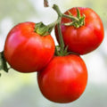 Heirloom Tomato Seeds Red Ponderosa Organic Non-GMO 25+ Starter Plants Garden Planting