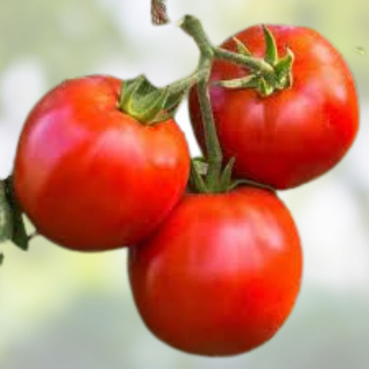 Heirloom Tomato Seeds Red Ponderosa Organic Non-GMO 25+ Starter Plants Garden Planting