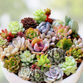 Succulent Cuttings Set 7 Varieties Live Plants Assorted Easy to Grow Houseplants for Plant Lovers