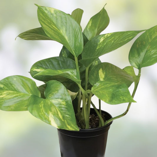 Indoor Houseplants Set of 5 Assorted Varieties – Pothos, Snake Plant, Philodendron – Indoor Plant Collection for Home Decor