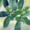 Psychotria Nexus Live Plant Tropical Herbal Greenery Medicinal Houseplant Cutting Bare Root Starter Plant