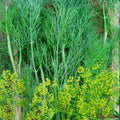 Dill Seeds 100 Pack - Heirloom Non-GMO Anethum graveolens Herb Seeds for Cooking Gardening