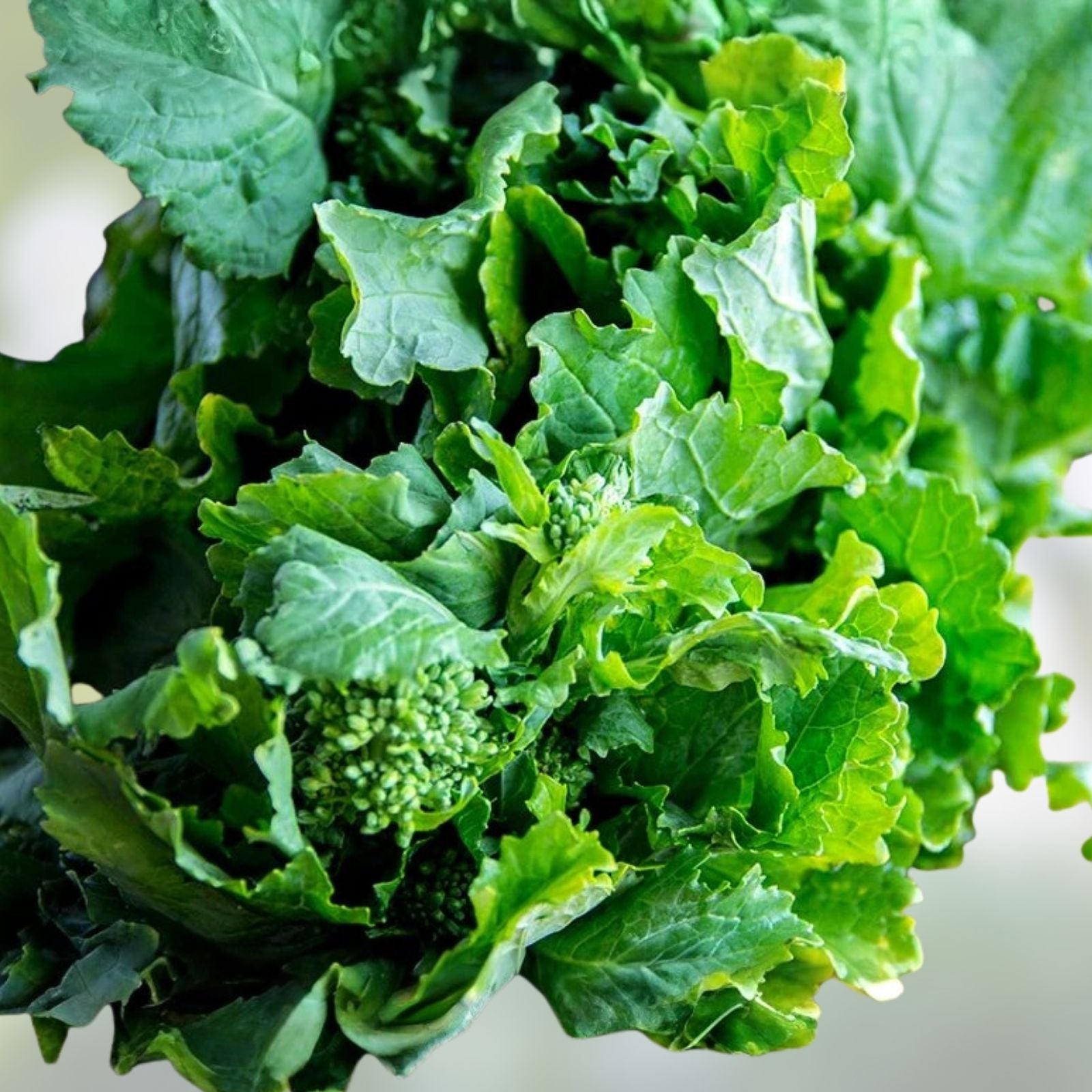 Broccoli Raab Seeds - 25+ Heirloom Rapini Seeds - Brassica rapa Vegetable Seeds for Gardening and Cooking