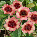 Potentilla Seeds 1000 Count Melton Fire Deep Pink Flower Seeds for Garden Shrub Ornamental Plant