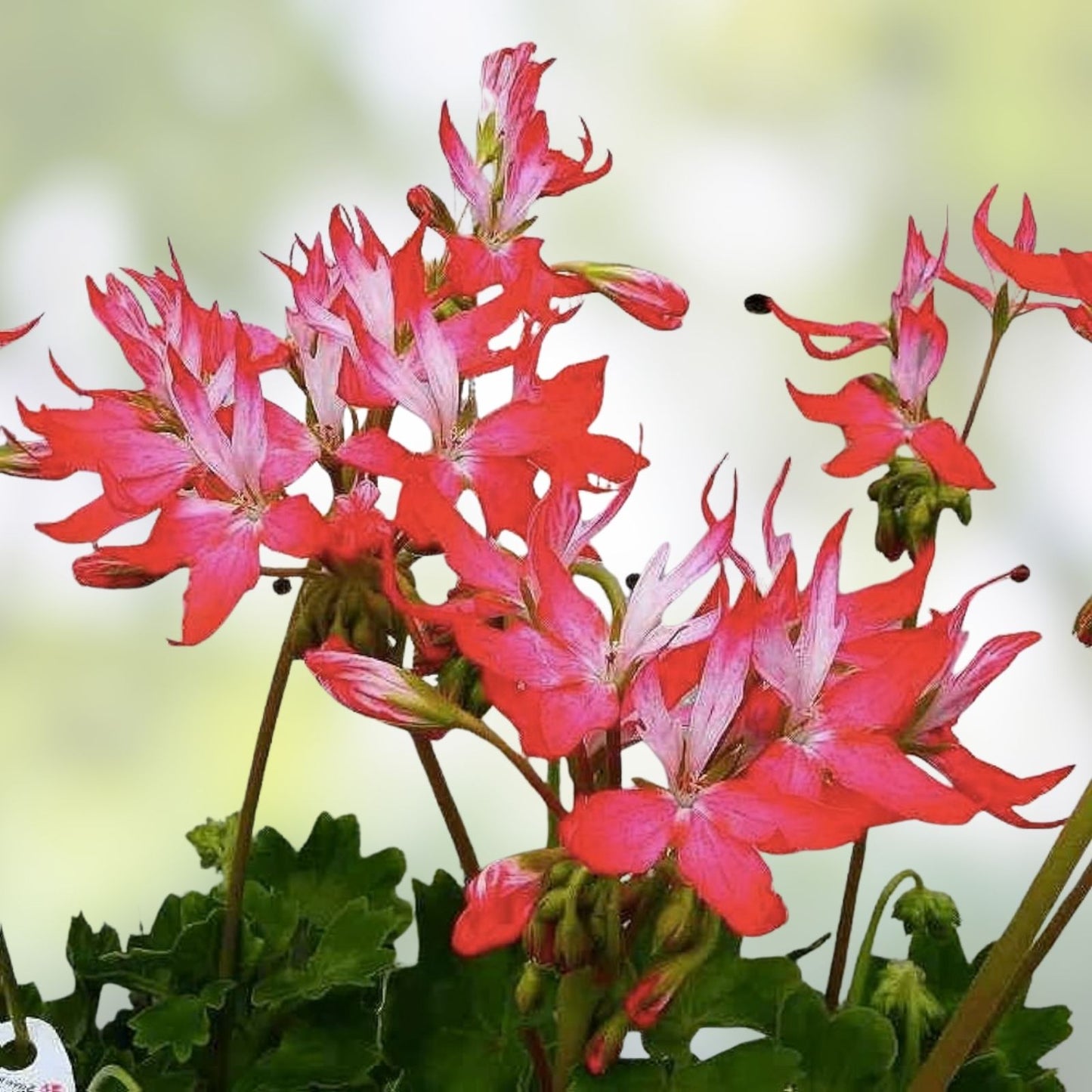 Geranium Cuttings Pelargonium Fireworks Red Live Plant Starter for Gardening and Landscaping
