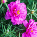 Purple Double Bloom Portulaca Moss Rose Succulent Live Plant, Vibrant Garden & Container, Portulaca oleracea Cutting