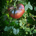 Cherokee Purple Tomato Seeds 500 Heirloom Dark Purple Slicing Plant, Solanum lycopersicum, Vegetable Seed, Garden Starter