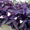 Purple Heart Wandering Jew Cuttings - Tradescantia Pallida Indoor Plant Starter Live Plant Propagation
