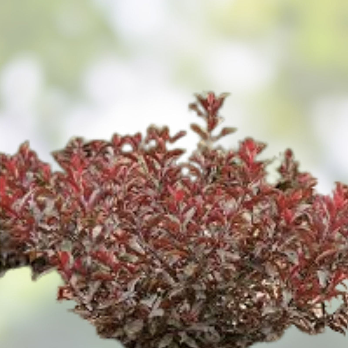 Sand Cherry Bush Seedlings 2 Pack - Native Prunus Besseyi Shrubs for Landscaping and Wildlife Gardens