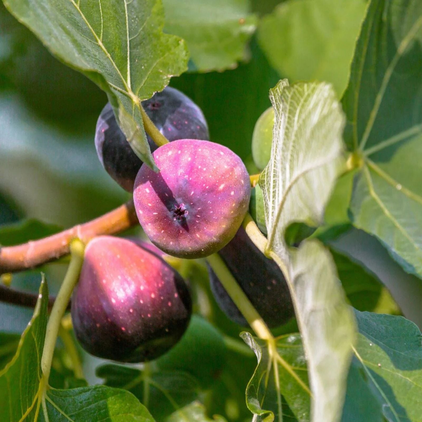 LSU Purple Fig Cuttings 6 Pack Ficus carica Hardwood Propagation Live Plant Starter Bare Root Houseplant
