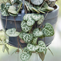 String of Hearts Cuttings 8" - Rosary Vine Ceropegia woodii - Succulent Houseplant Propagation - Fresh Plant Cuttings