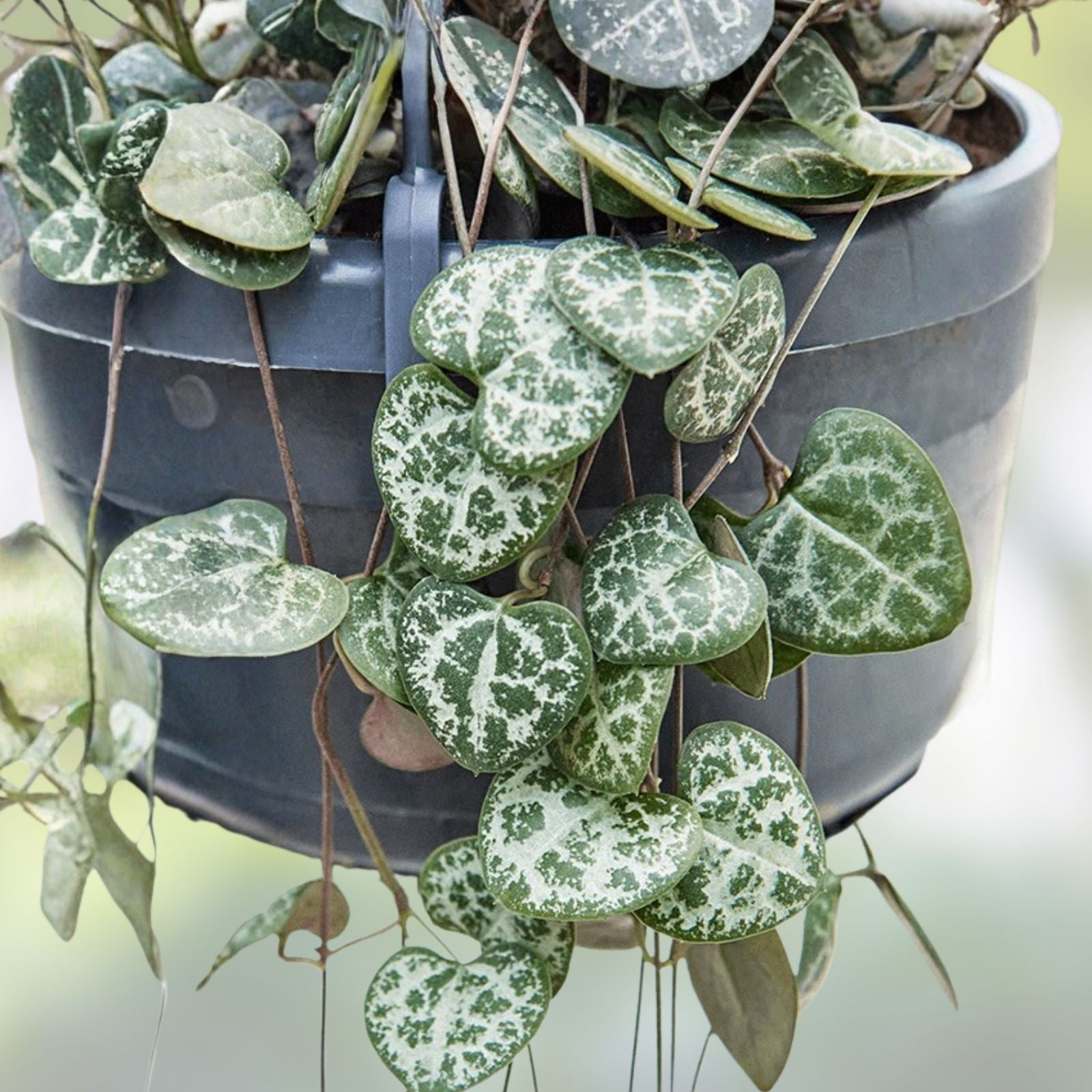 String of Hearts Cuttings 8" - Rosary Vine Ceropegia woodii - Succulent Houseplant Propagation - Fresh Plant Cuttings