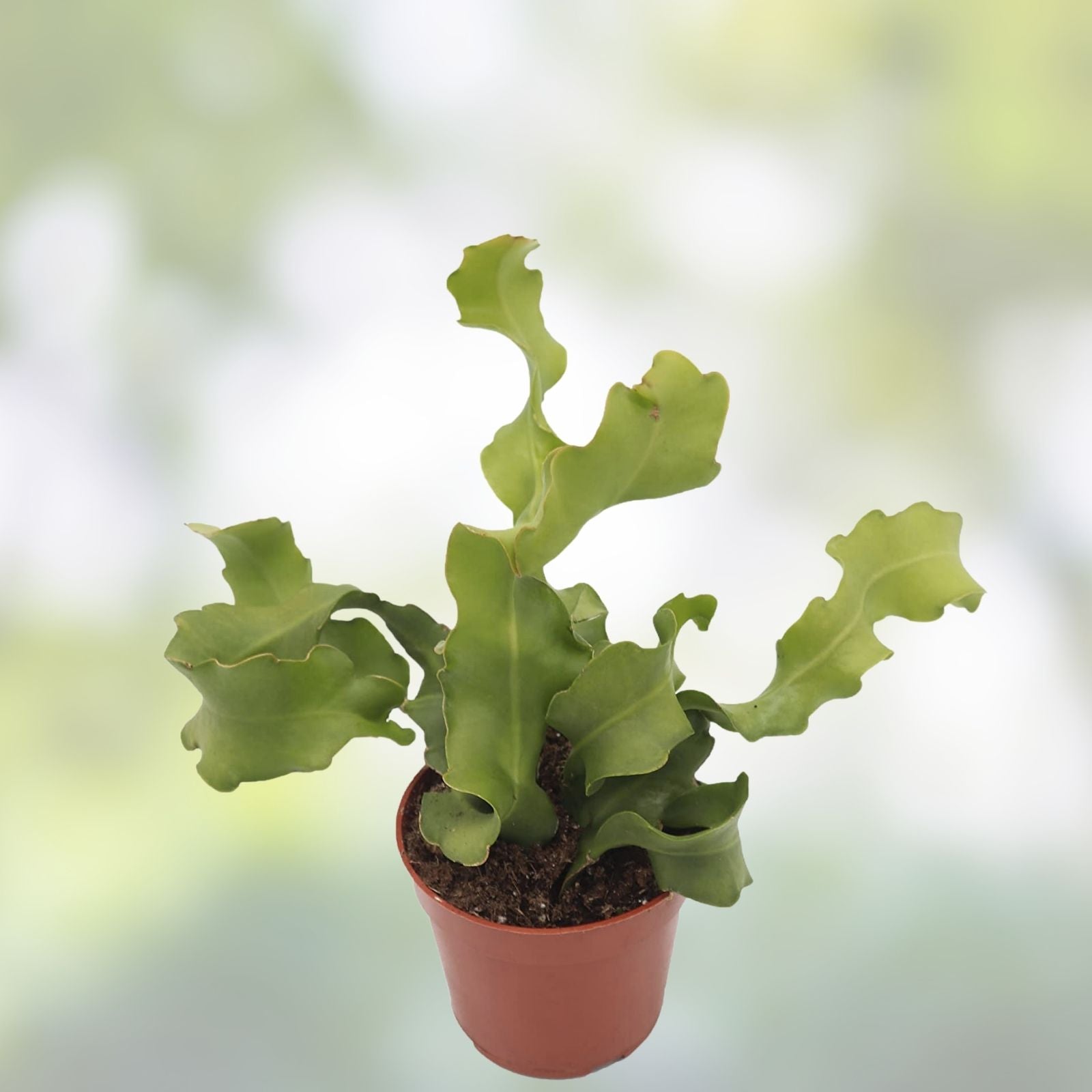 Epiphyllum Orchid Cactus Succulents 2 Varieties Live Houseplants Easy Care Indoor Cactus Hybrid Cutting