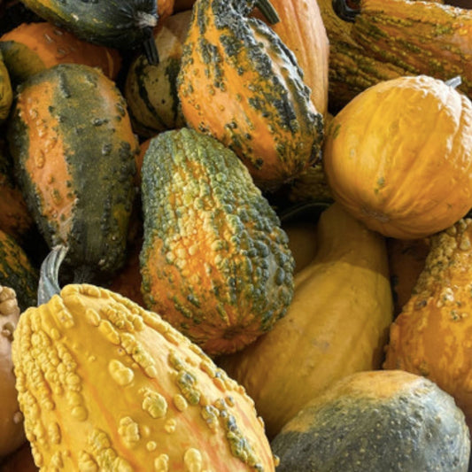 Lunch Lady Gourd Seeds 10 Pack – Exotic Pumpkin Variety, Cucurbita pepo, Live Plant, Starter, Bare Root, Garden Plant, Houseplant