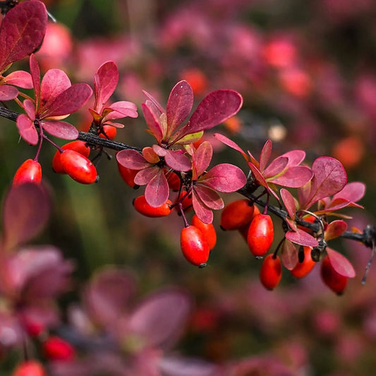 Japanese Barberry Bush Cuttings - Organic Edible Berry Plants - Berberis thunbergii - Live Shrubs for Landscaping