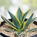 Agave Americana Yellow Edge Variegated Live Plant Cutting Large 10 Inch Succulent Aloe Houseplant