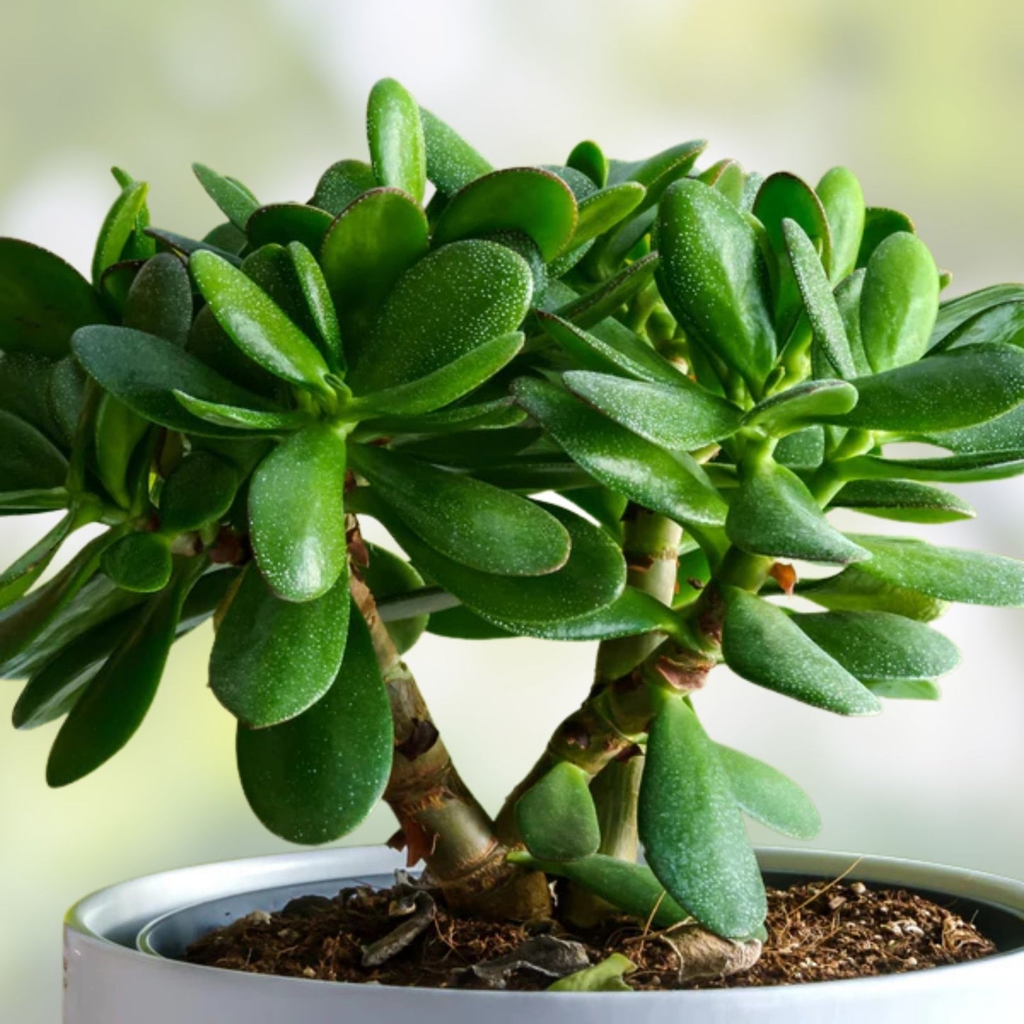 Jade Plant Succulent Cutting Crassula ovata 0.75-1 Inch Thick 2 Pack Indoor Houseplant Easy Care Green