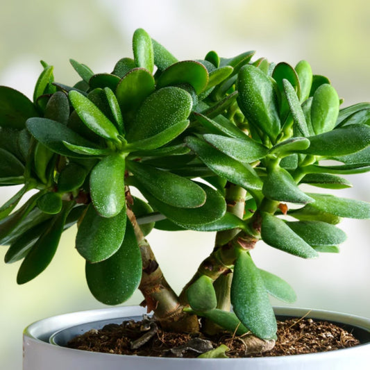 Jade Plant Succulent Cutting Crassula ovata 0.75-1 Inch Thick 2 Pack Indoor Houseplant Easy Care Green