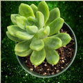 Succulent Cuttings 5 Pack Alice Evans Sedum Stonecrop Live Plants for Garden Indoor Outdoor Decor